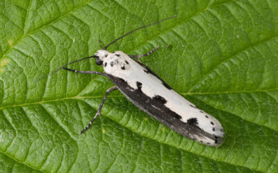 Slangehovedmøl Ethmia bipunctella