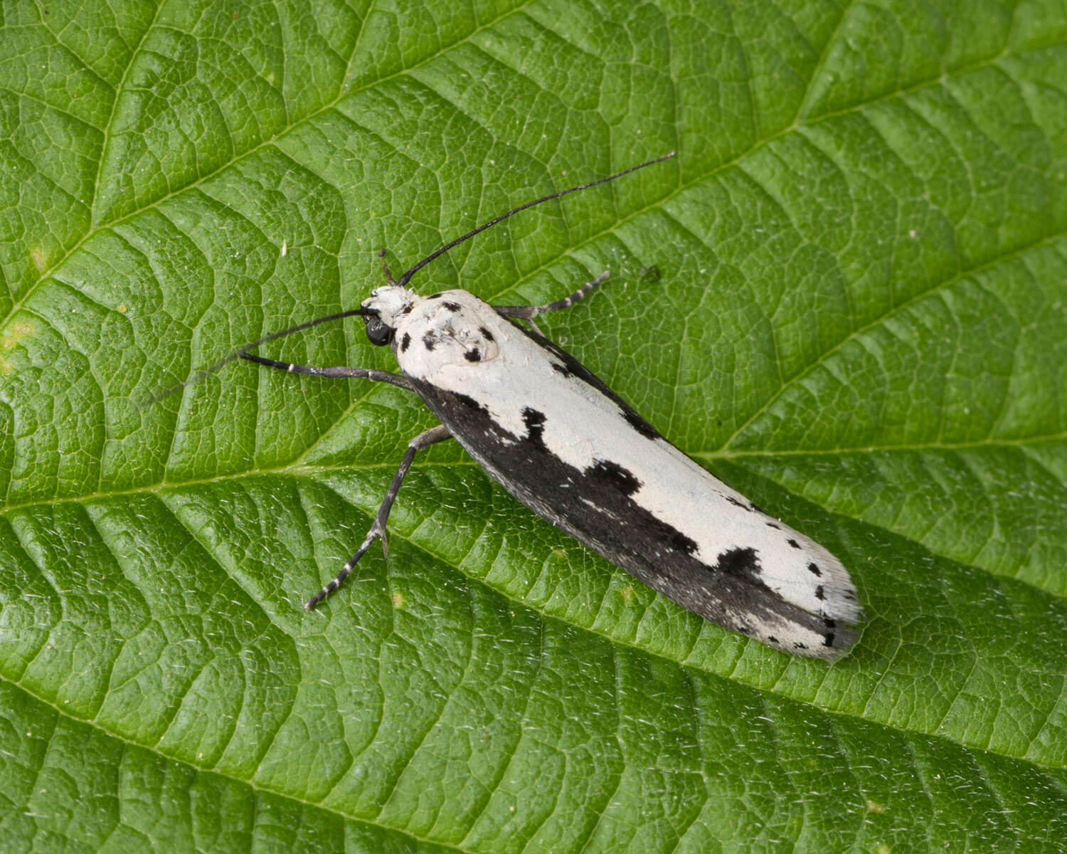 Slangehovedmøl sidder på grønt blad