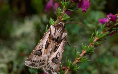 Strand-Landmand Agrotis vestigialis