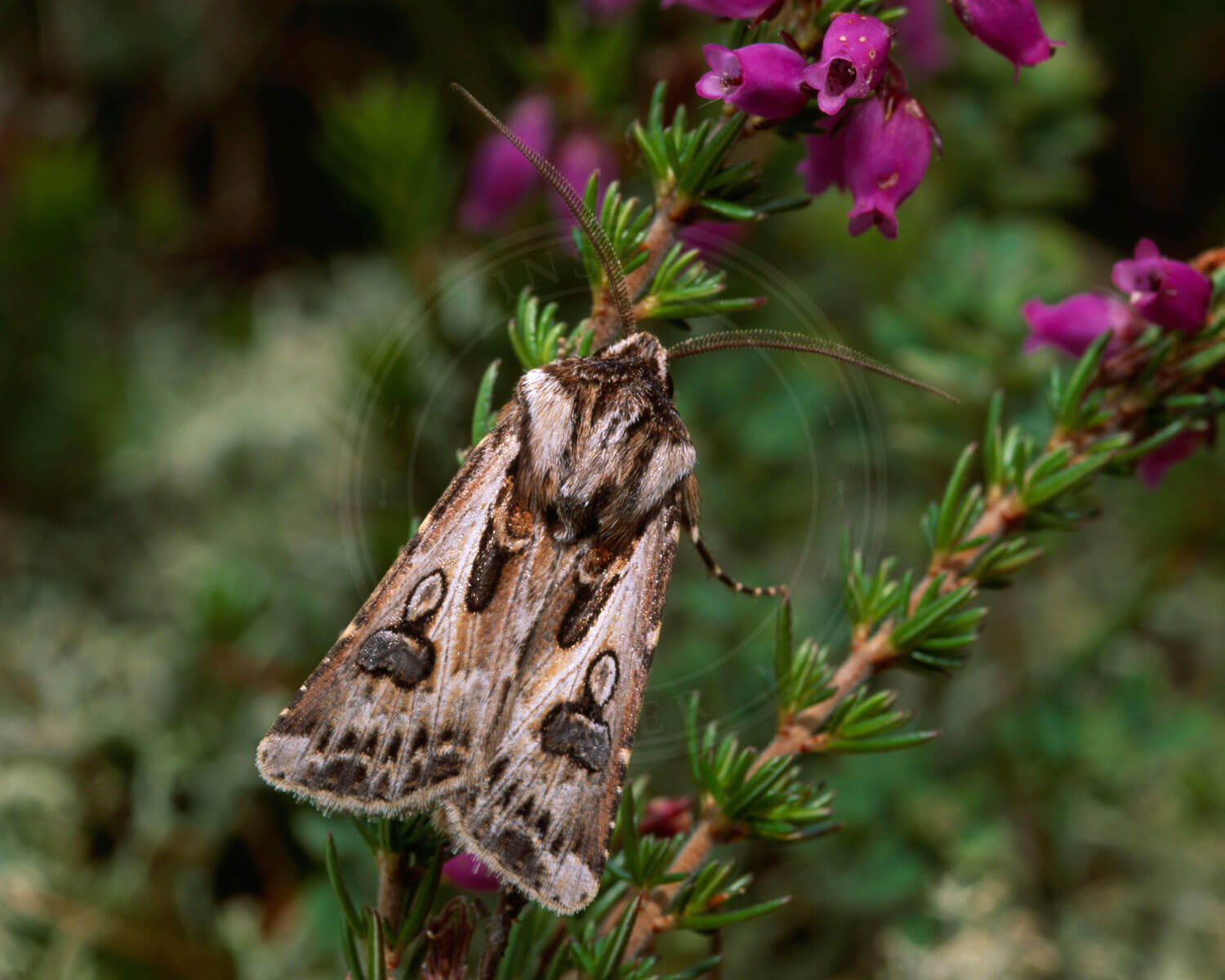 Strand-Landmand sidder på en blomst