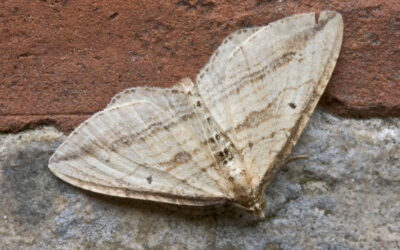 Sump-Bladmåler Orthonama vittata