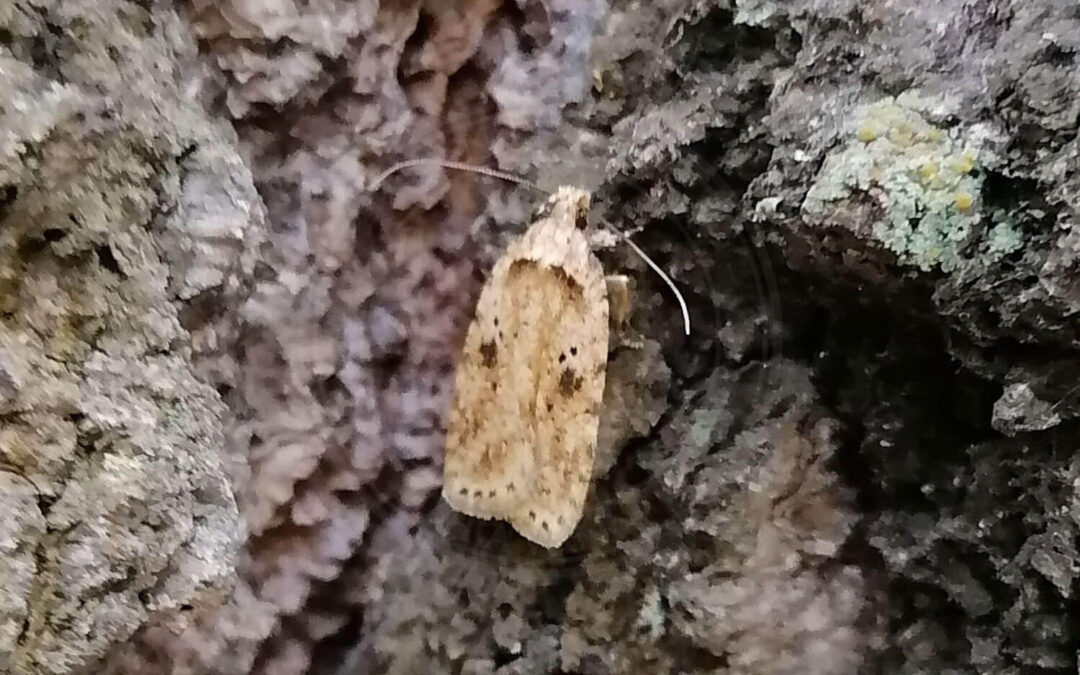Tidselfladmøl Agonopterix arenella
