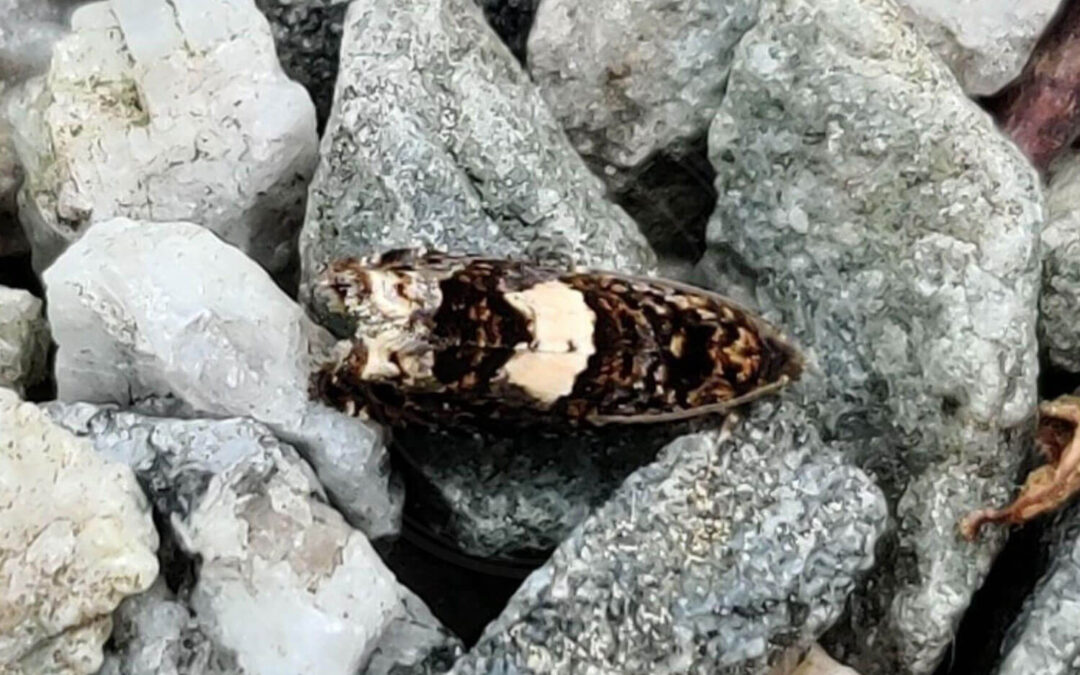 Tidselrodvikler sidder og gemmer sig mellem nogle sten