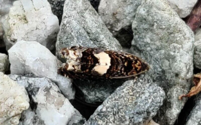 Tidselrodvikler Epiblema scutulana