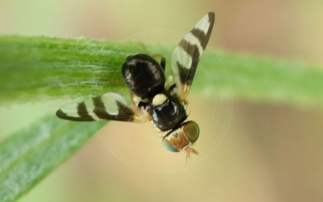 Urophora quadrifasciata sidder på et græsstrå