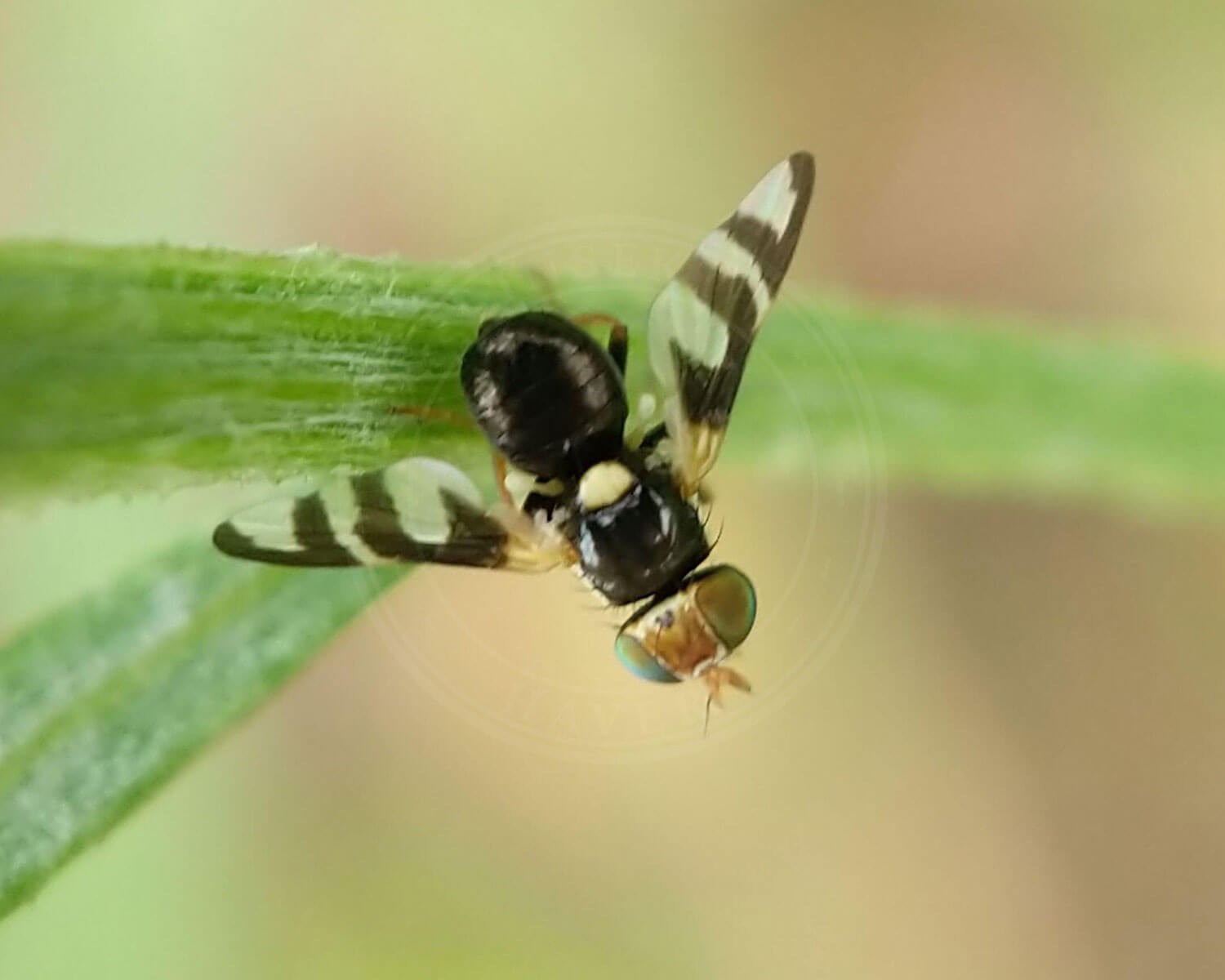 Urophora quadrifasciata sidder på et græsstrå