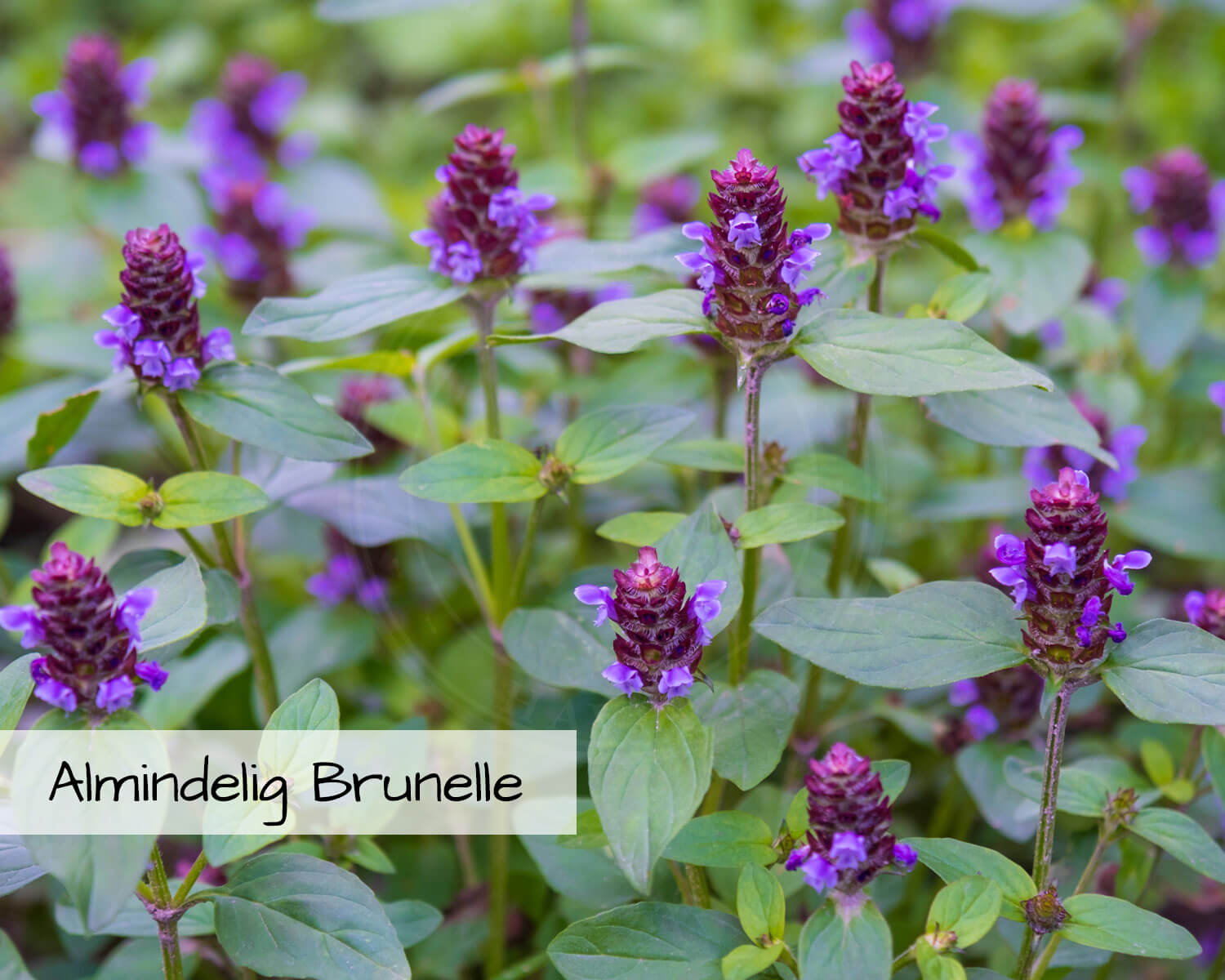 Blomsterblanding Grønne Tage indeholder Almindelige Brunelle