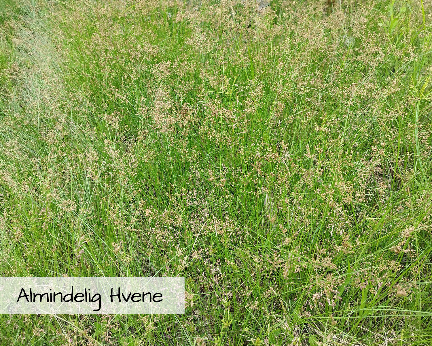 Blomsterblanding Grønne Tage indeholder Almindelig Hvene