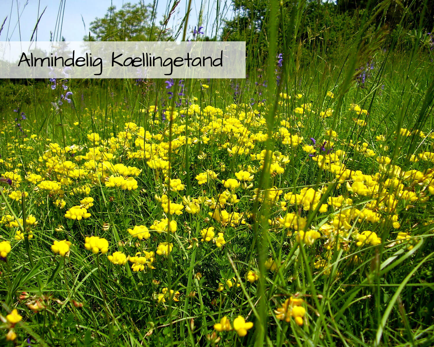 Blomsterblanding Grønne Tage indeholder Almindelig Kællingetang