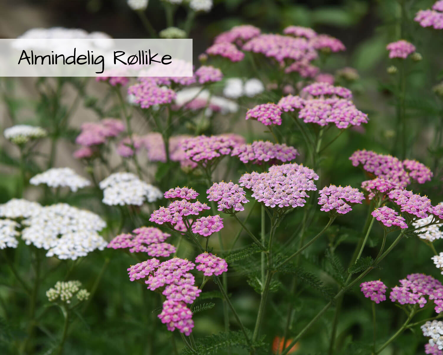 Blomsterblanding Grønne Tage indeholder Almindelig Røllike