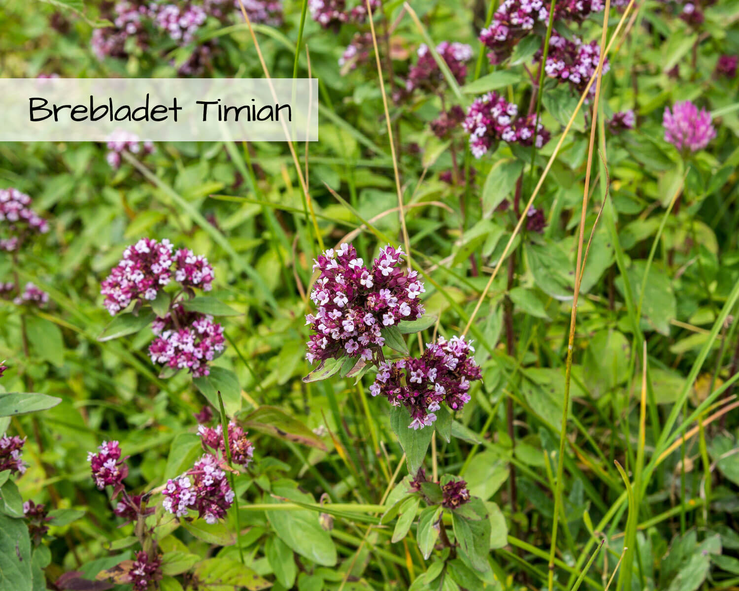 Blomsterblanding Grønne Tage indeholder Bredbladet Timian