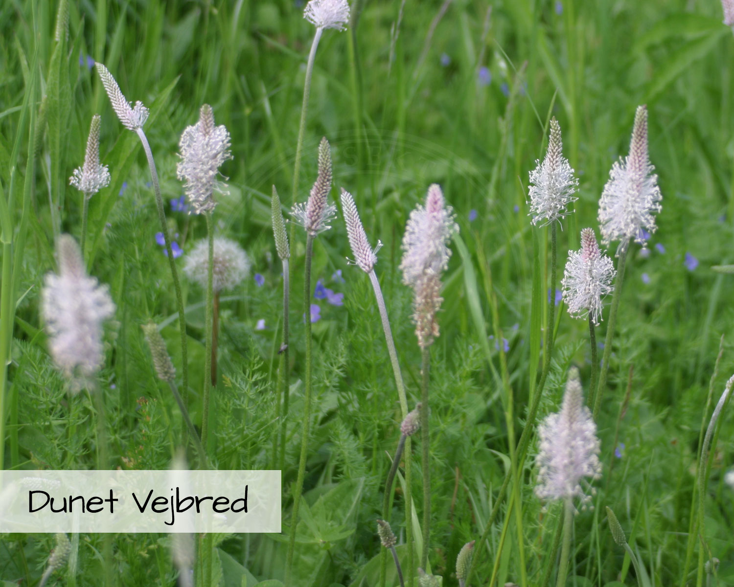 Blomsterblanding Grønne Tage indeholder Dunet Vejbred