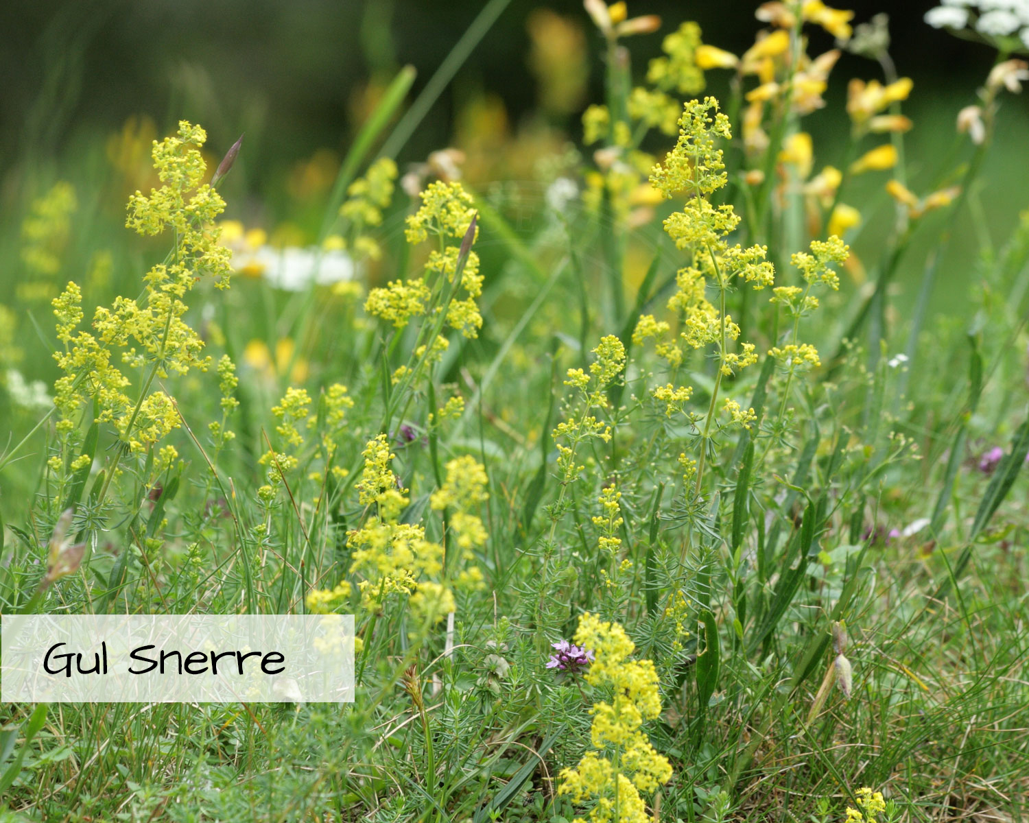 Blomsterblanding Grønne Tage indeholder Gul Snerre