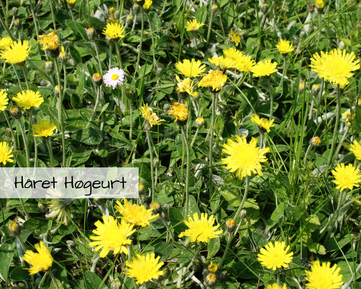 Blomsterblanding Grønne Tage indeholder Håret Høgeurt