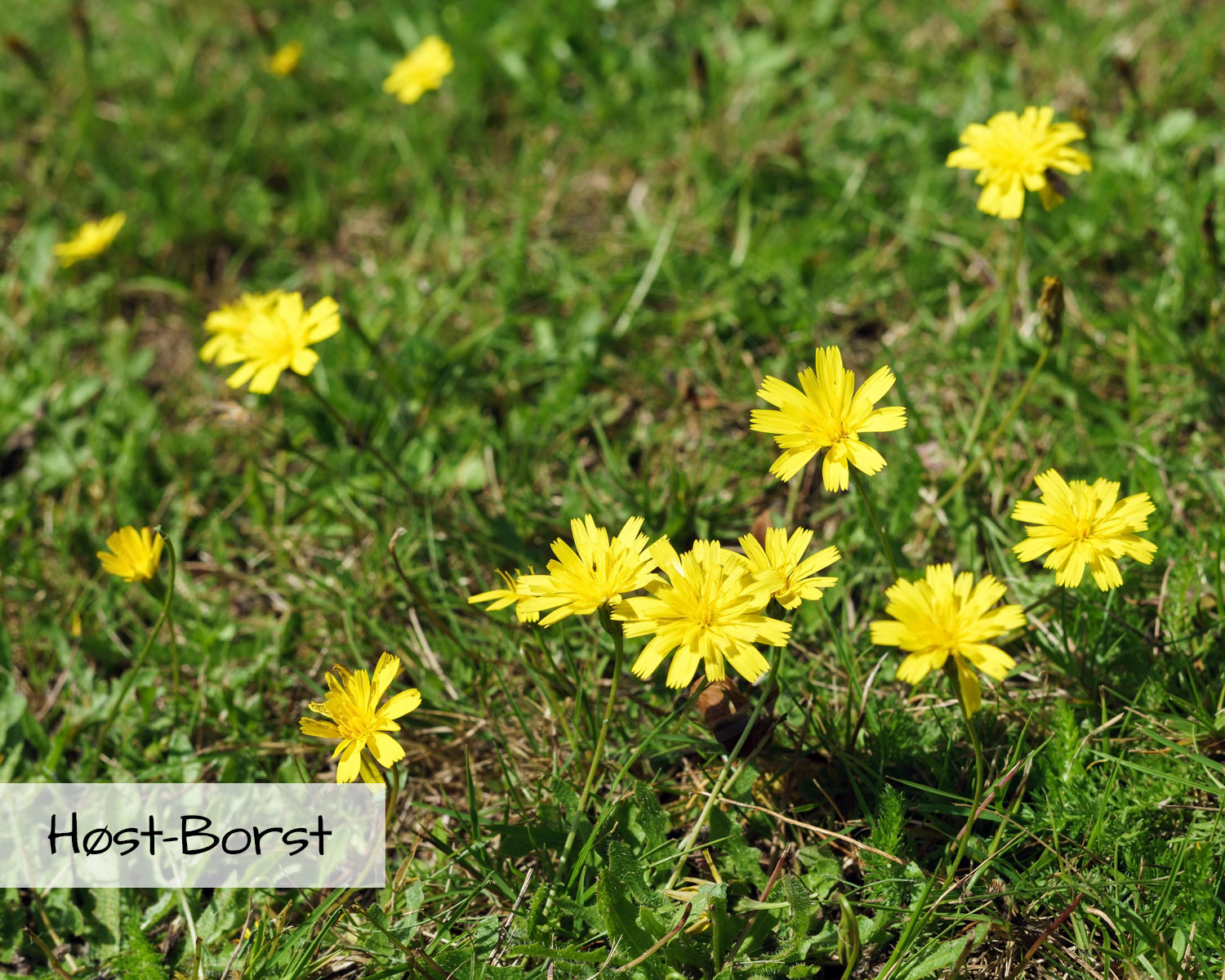 Blomsterblanding Grønne Tage indeholder Høst-Borst