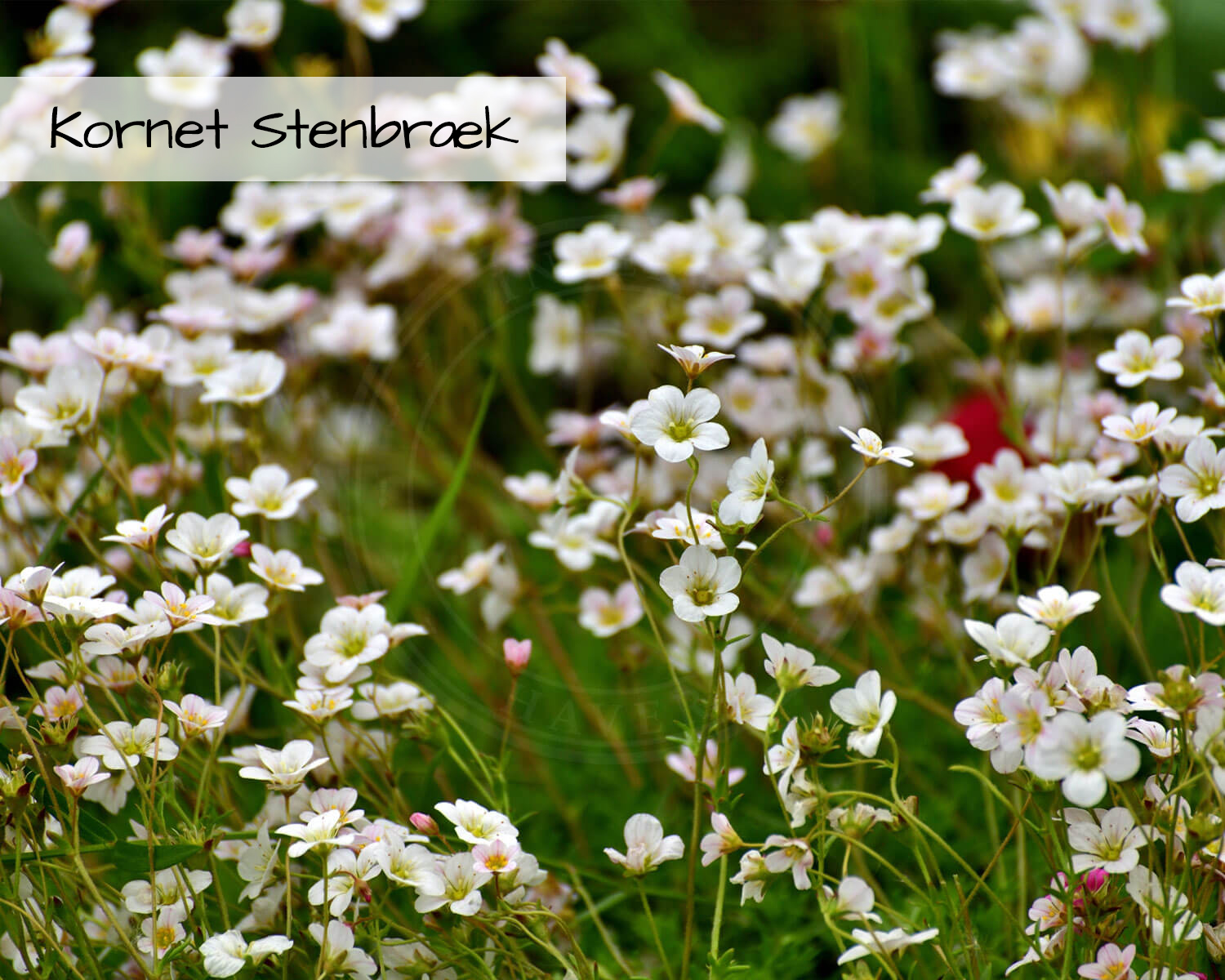 Blomsterblanding Grønne Tage indeholder Kornet Stenbæk