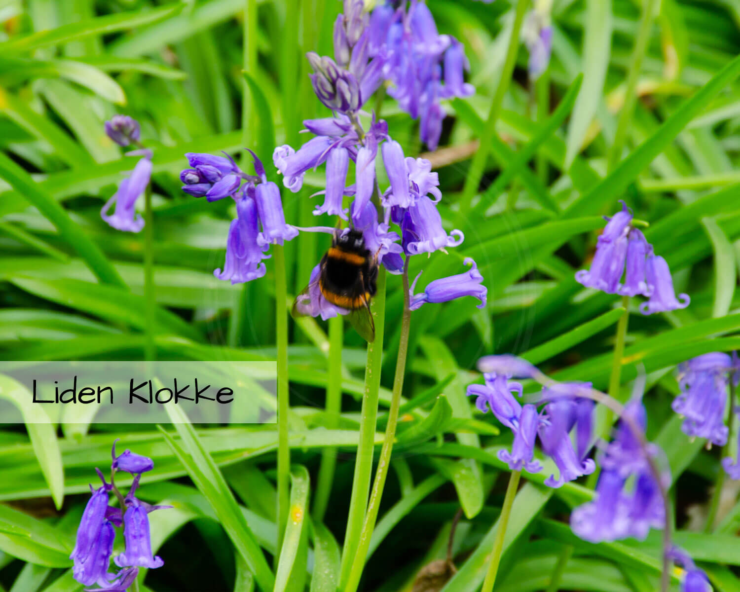 Blomsterblanding Grønne Tage indeholder Liden Klokke