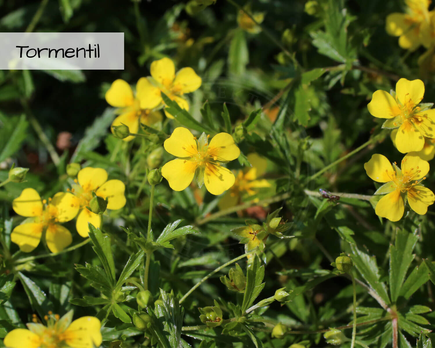 Blomsterblanding Grønne Tage indeholder Tormentil