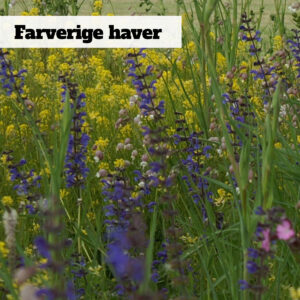 Blomsterblandingen farverige haver ses her