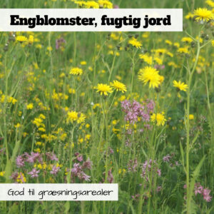 Blomsterblanding med engblomster, fugtig jord er også god for græssende dyr