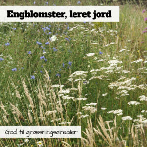 Blomsterblanding med engblomster, leret jord er også god for græssende dyr