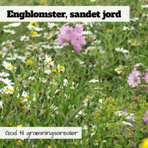 Blomsterblanding med engblomster, sandet jord er også god for græssende dyr