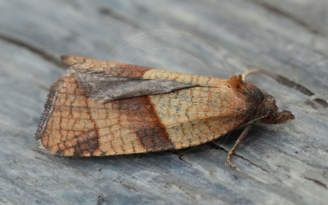 Acleris rhombana ses sidde på en træoverflade