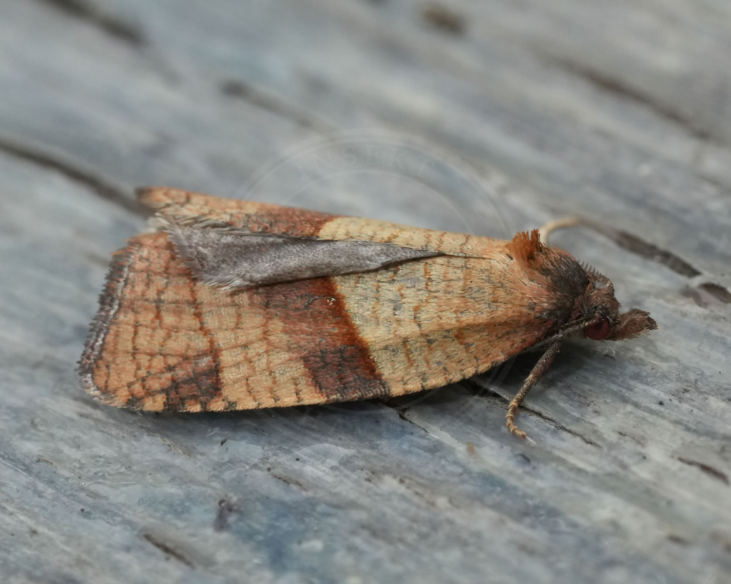 Acleris rhombana ses sidde på en træoverflade