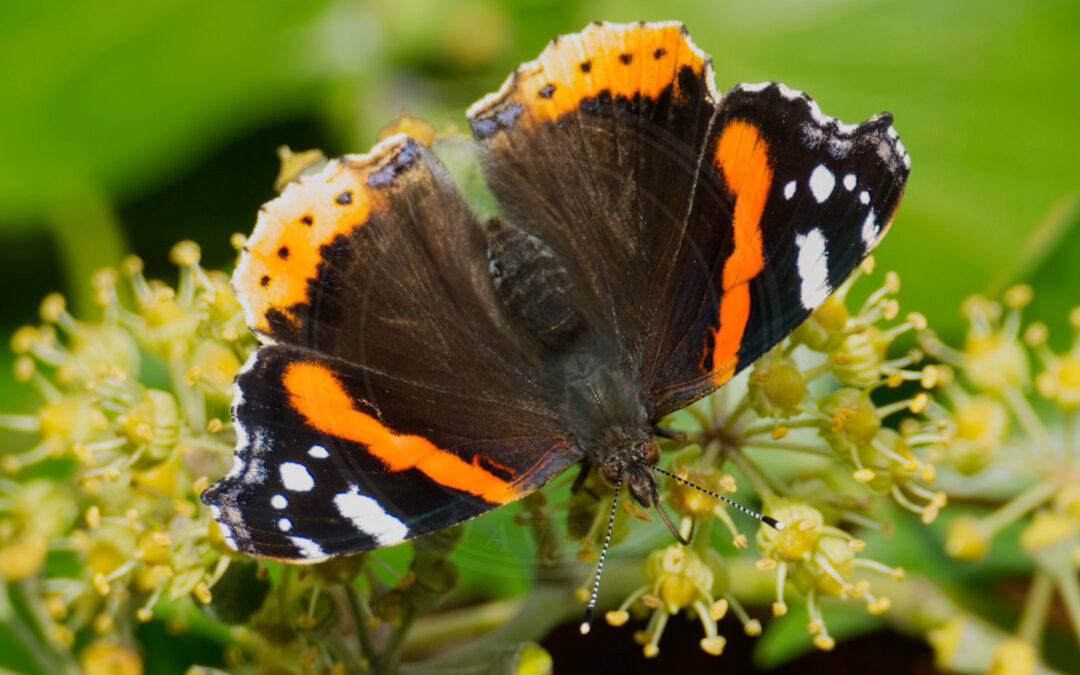 Admiral Vanessa atalanta