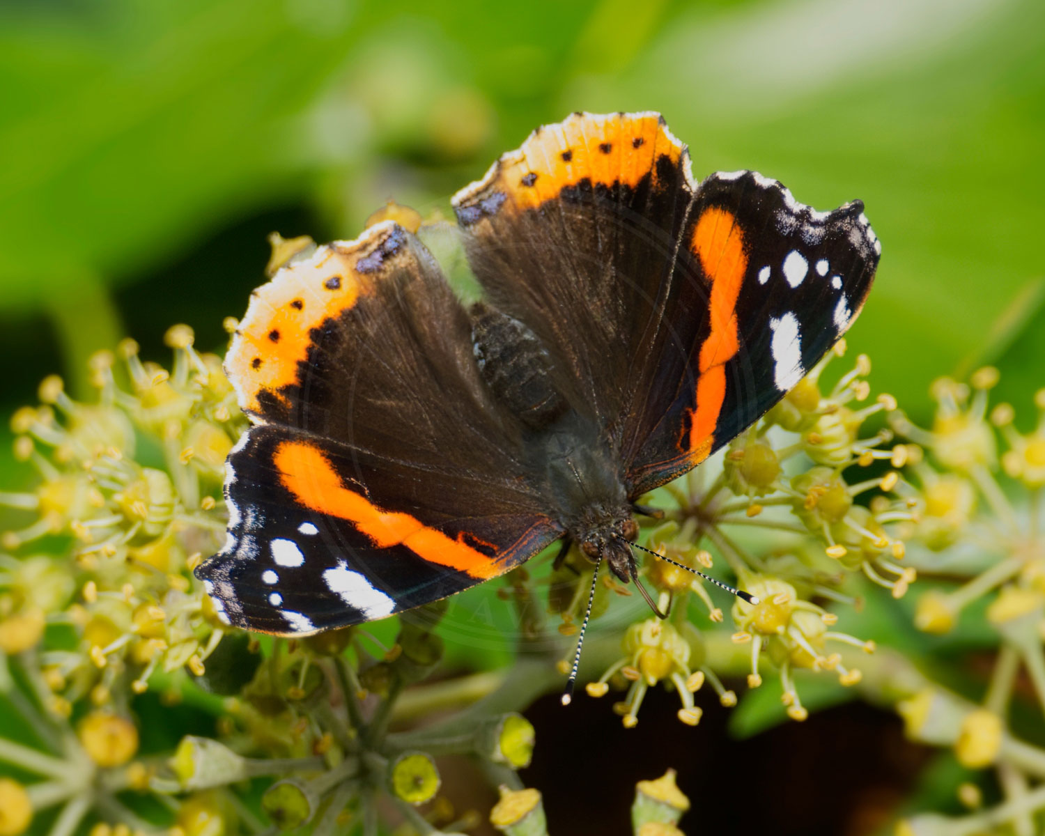 Admiral sidder og nyder solen, på blomst, med spredte vinger