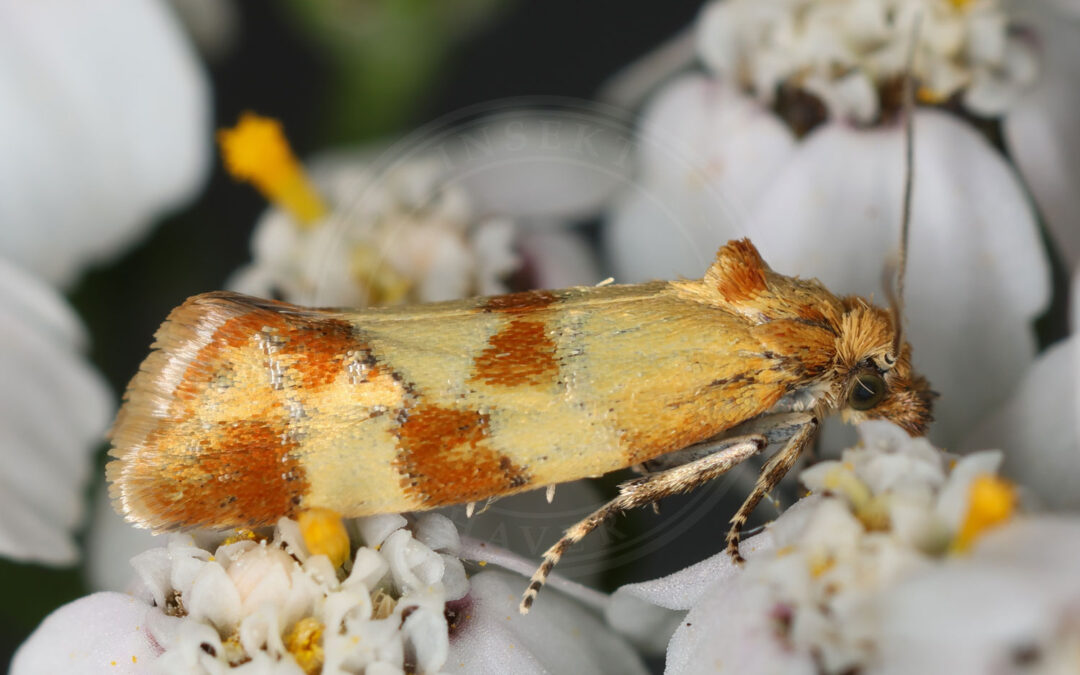 Fine, lille Aethes tesserana sidder i blomster