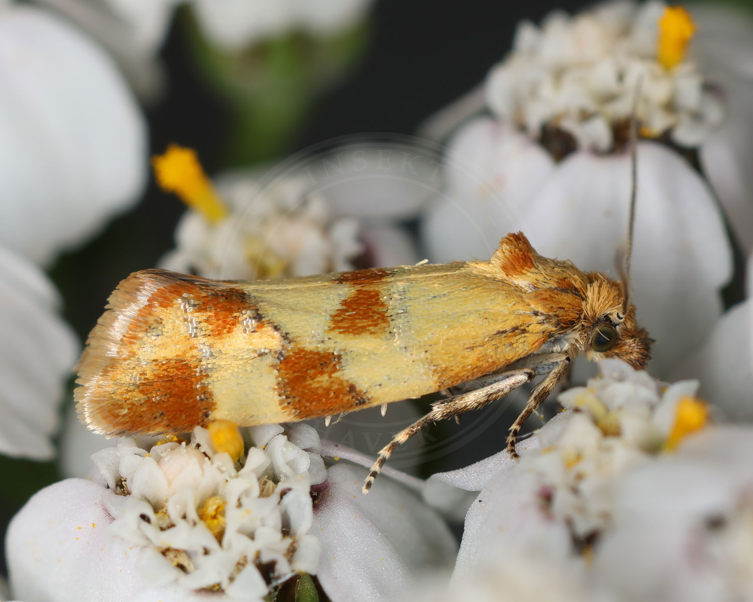Fine, lille Aethes tesserana sidder i blomster