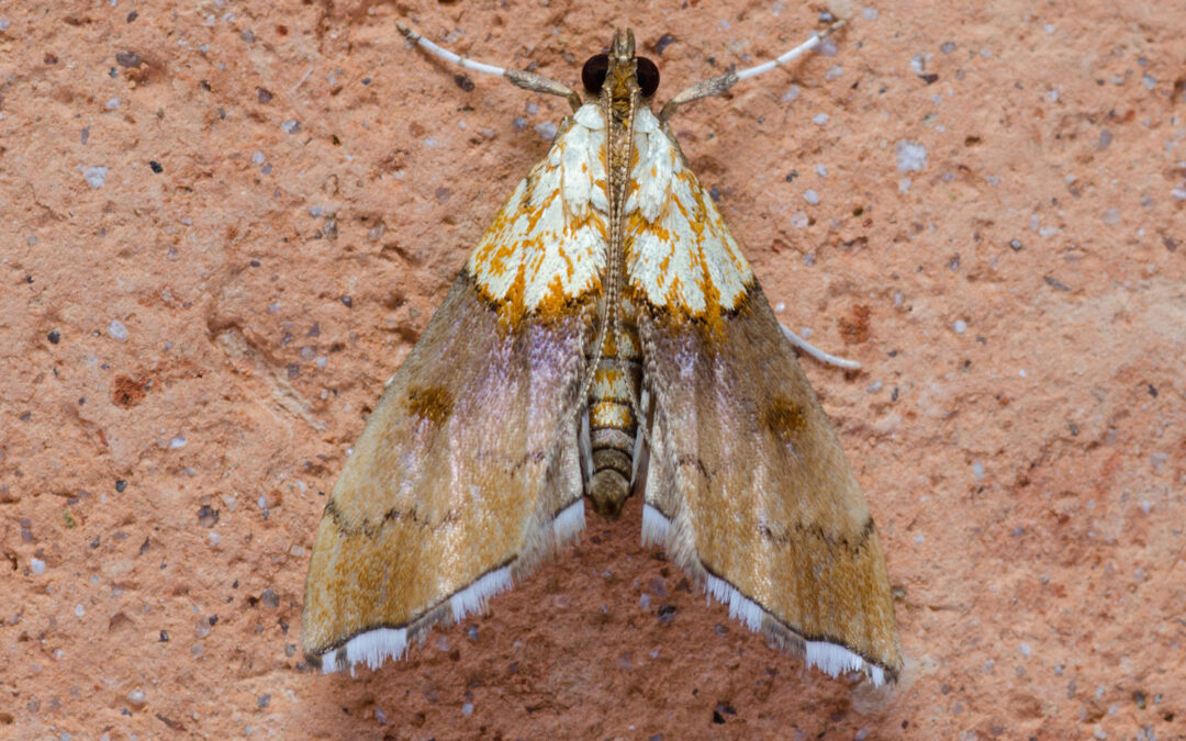 Her ses flotte Agrotera nemoralis, sidde på mur