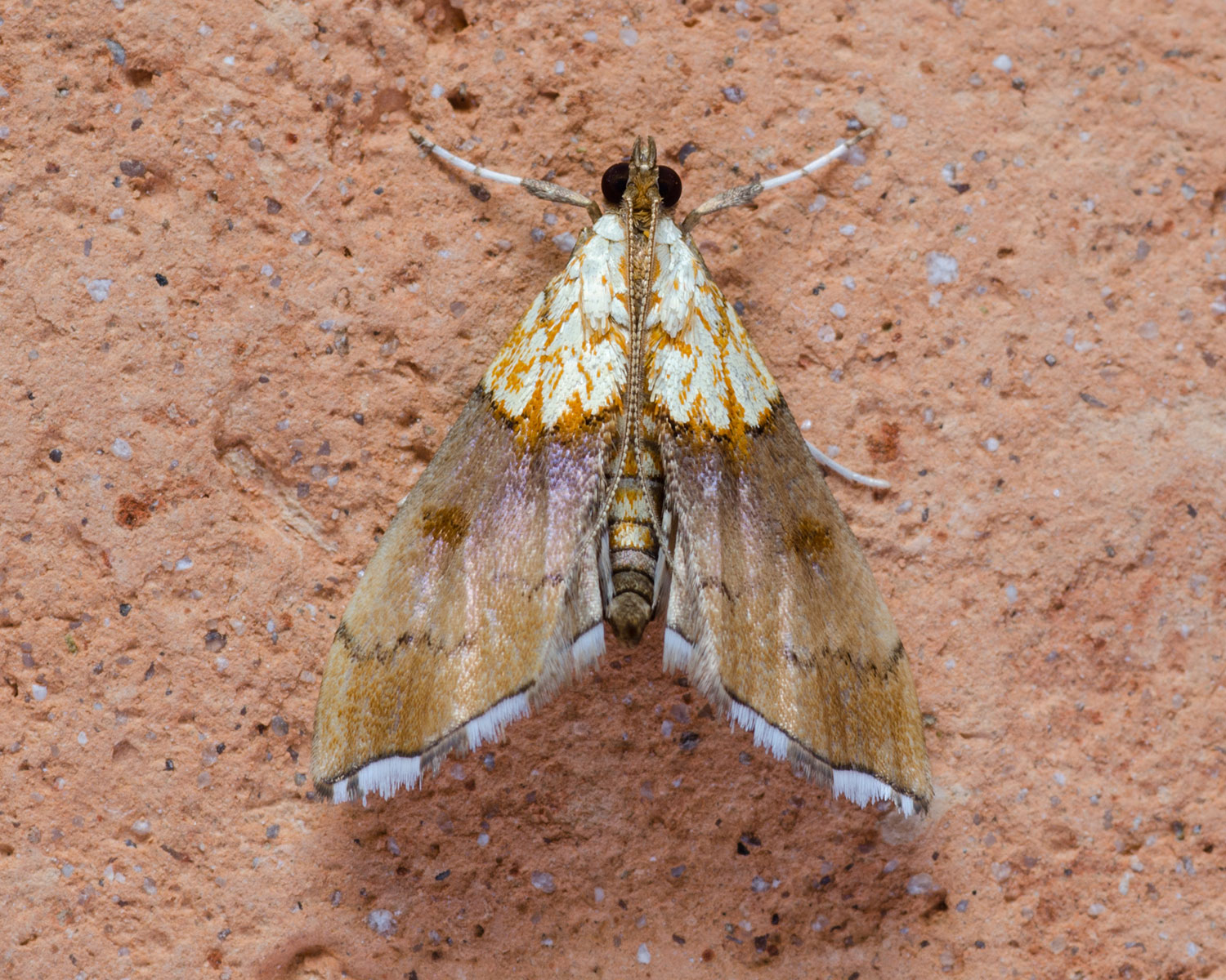 Her ses flotte Agrotera nemoralis, sidde på mur