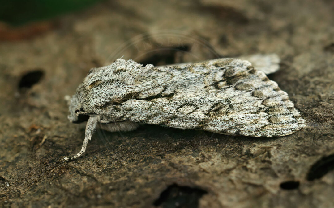 Ahornugle ses siddende på et stykke bark