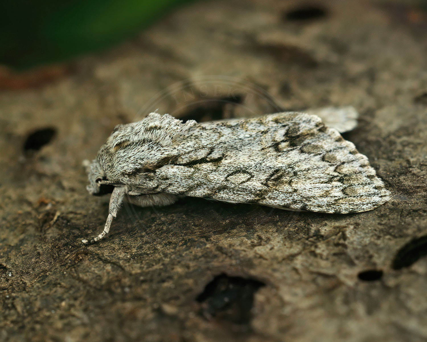 Ahornugle ses siddende på et stykke bark