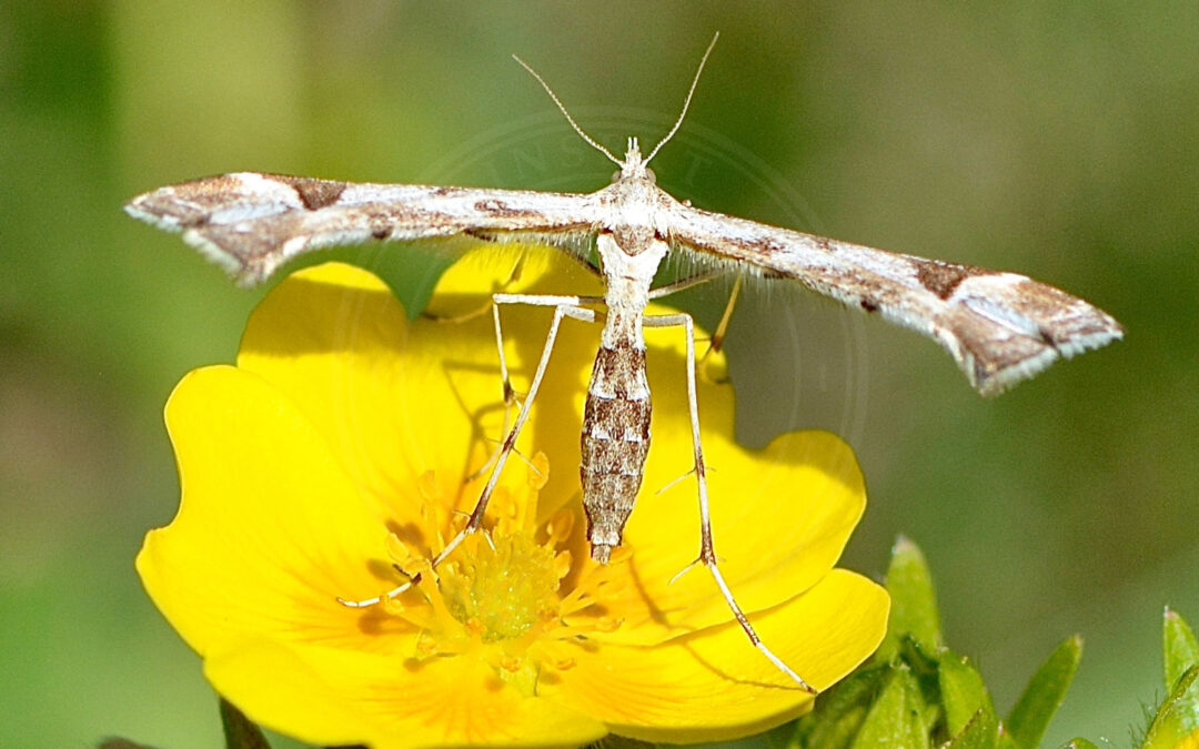 Alantfjermøl Oidaematophorus lithodactyla
