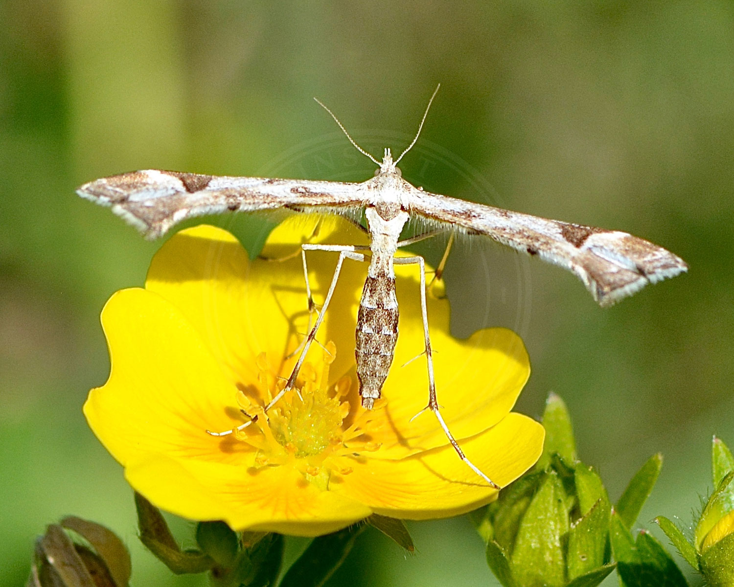 Alantfjermøl sidder på en fin gul blomst