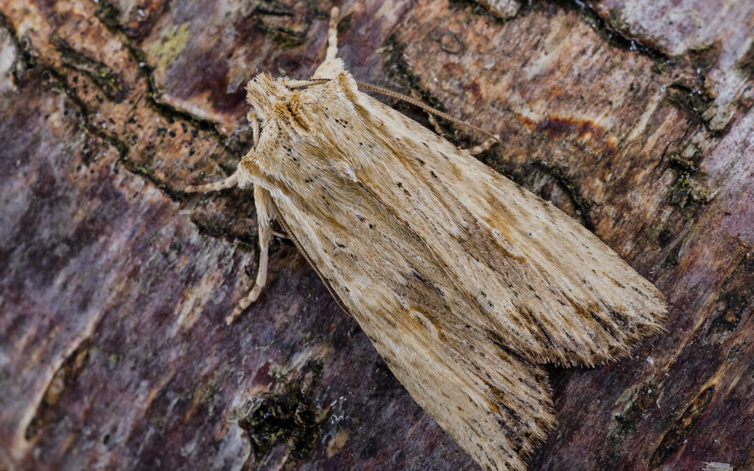 Alliance-Stenugle ses sidde på et stykke bark, hvor den gemmer sig godt!