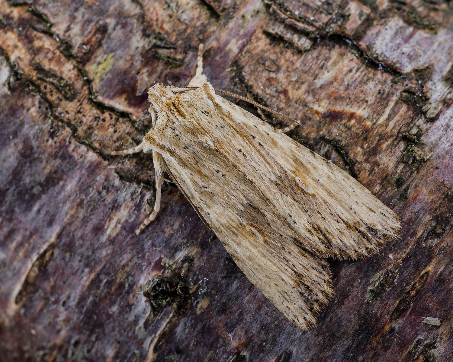 Alliance-Stenugle ses sidde på et stykke bark, hvor den gemmer sig godt!