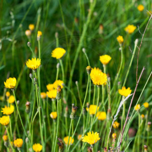 Område fylde med Almindelig Kongepen
