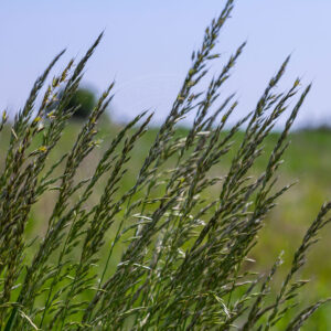 Almindelig Rapgræs, står ved eng