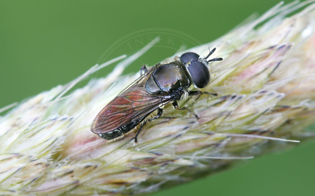 Almindelig Rodsvirreflue sidder på græsstrå