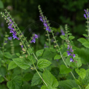 Flere Almindelig Skjolddrager står i skovkant