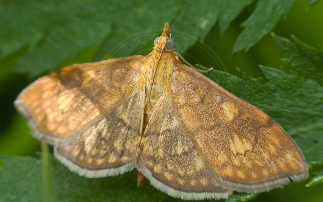 Anania verbascalis sidder på grønt blad