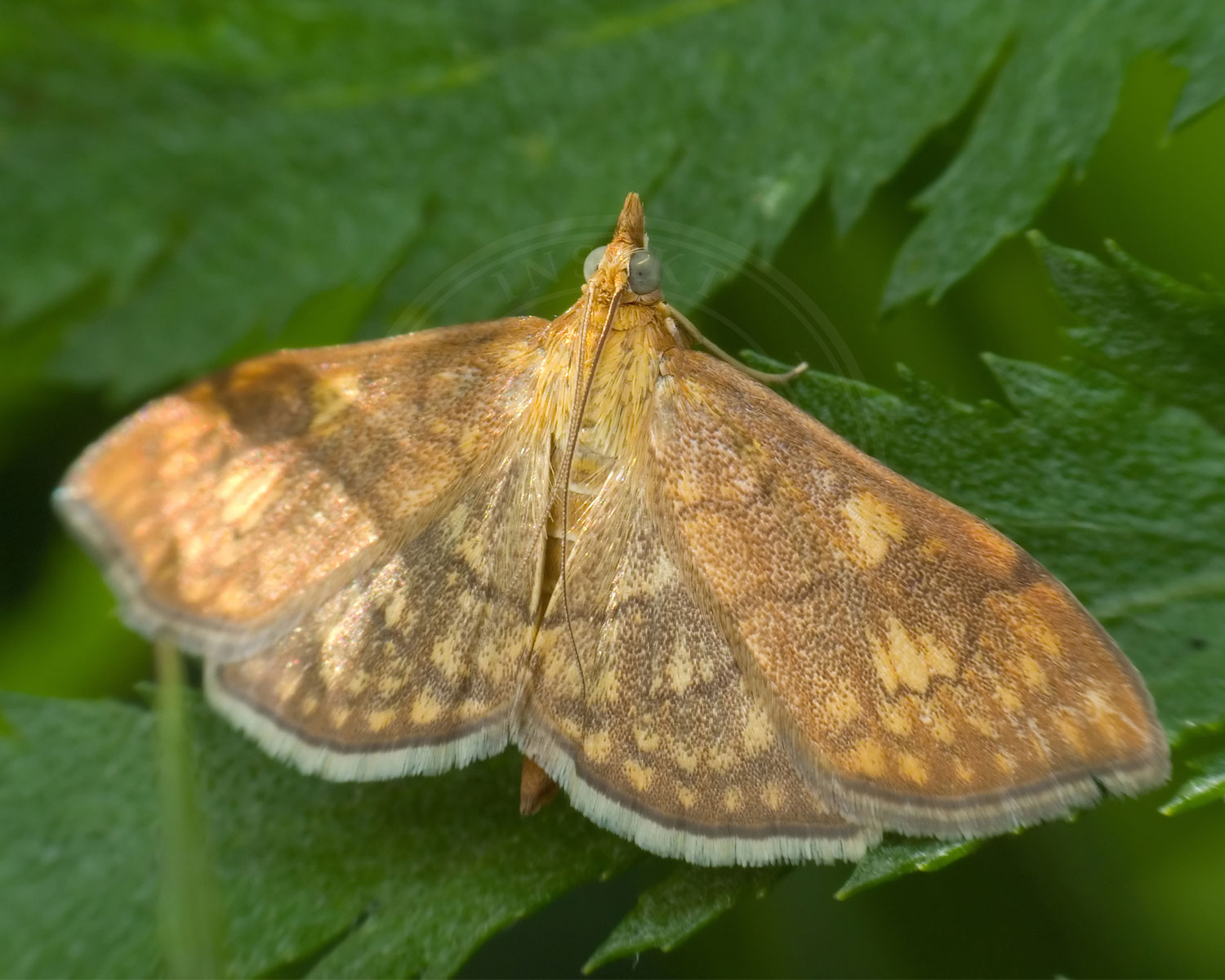 Anania verbascalis sidder på grønt blad