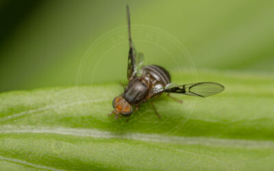 Anomoia purmunda Anomoia purmunda