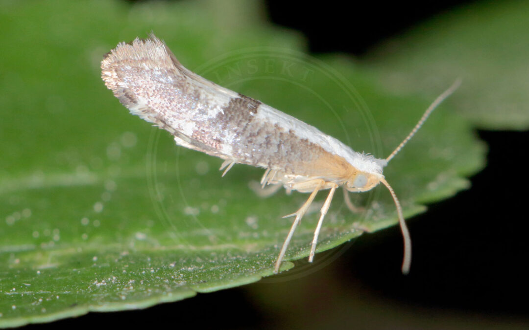 Argyresthia albistria ses sidde på et grønt blad