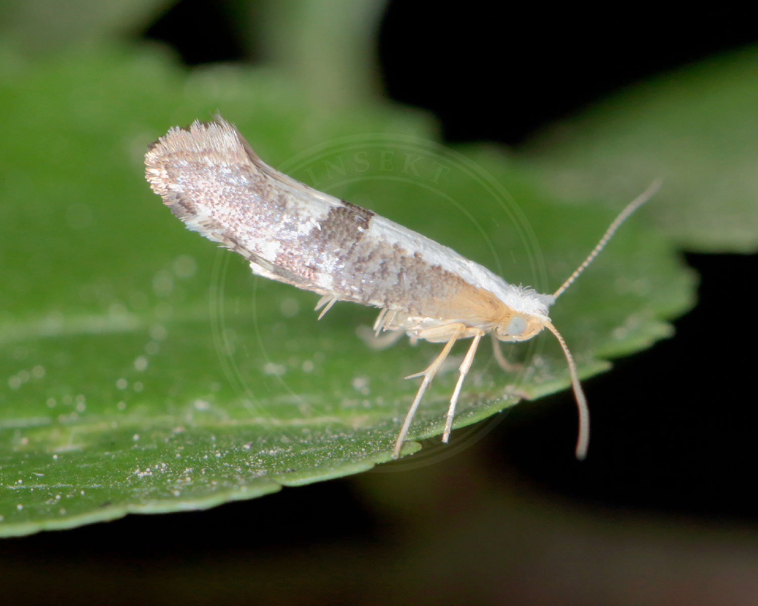 Argyresthia albistria ses sidde på et grønt blad