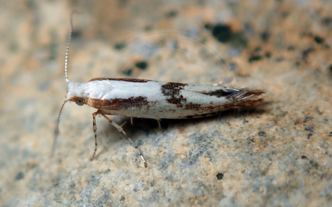 Argyresthia bonnetella sidder på en sten